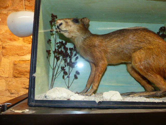 A RARE VICTORIAN CASED TAXIDERMY SPECIMEN OF A PATAGONIAN MARA, DOLICHOTIS PATAGONUM, - Image 4 of 13