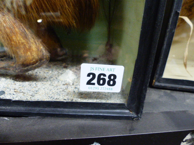 A RARE VICTORIAN CASED TAXIDERMY SPECIMEN OF A PATAGONIAN MARA, DOLICHOTIS PATAGONUM, - Image 13 of 13