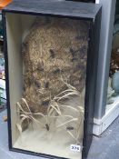 A VICTORIAN DIORAMA DISPLAYING A SPECIMEN OF A EUROPEAN HORNET'S NEST, VESPA CRABRO.