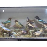 TAXIDERMY. A CASED DISPLAY OF TEN BLUE WING BIRDS IN A NATURALISTIC ROCKY LANDSCAPE.