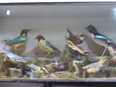 TAXIDERMY. A CASED DISPLAY OF TEN BLUE WING BIRDS IN A NATURALISTIC ROCKY LANDSCAPE.