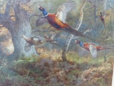 ARCHIBALD THORNBURN ( 1860-1935) PHEASANTS IN WOODLAND, PENCIL SIGNED COLOUR PRINT. 34.5 x 47.5cms.