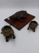 TAXIDERMY. AN EARLY 20th.C.FULL MOUNT SMALL TURTLE TOGETHER WITH TWO SMALL TERRAPIN MOUNTED AS