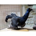 TAXIDERMY. A MOUNTED BLACK COCK.