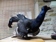 TAXIDERMY. A MOUNTED BLACK COCK.