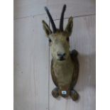 TAXIDERMY. A SMALL ANTELOPE HEAD AND NECK MOUNT ON BLACK FOREST CARVED PLAQUE TOGETHER WITH