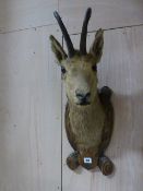 TAXIDERMY. A SMALL ANTELOPE HEAD AND NECK MOUNT ON BLACK FOREST CARVED PLAQUE TOGETHER WITH