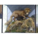 TAXIDERMY. A FOX AND RABBIT IN GLAZED CASE ON NATURALISTIC ROCKY BASE. 103x88cms.