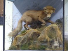 TAXIDERMY. A FOX AND RABBIT IN GLAZED CASE ON NATURALISTIC ROCKY BASE. 103x88cms.