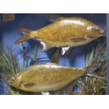 TAXIDERMY. A PAIR OF BREAM IN A REEDED SETTING BY W. PRICE IN A GLAZED EBONISED CASE. 64x56x16cms.