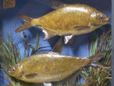 TAXIDERMY. A PAIR OF BREAM IN A REEDED SETTING BY W. PRICE IN A GLAZED EBONISED CASE. 64x56x16cms.