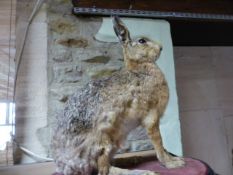 TAXIDERMY. A MOUNTED SEATED HARE ON EBONISED BASE.