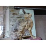 TAXIDERMY. A MOUNTED SEATED HARE ON EBONISED BASE.