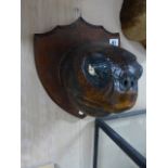 TAXIDERMY. A LATE 19th.C.LARGE MOUNTED TURTLE HEAD ON A WOODEN SHIELD.