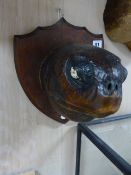 TAXIDERMY. A LATE 19th.C.LARGE MOUNTED TURTLE HEAD ON A WOODEN SHIELD.