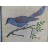 ELEVEN ANGLO INDIAN COLONIAL SCHOOL WATERCOLOURS OF BIRDS, UNIFORMLY FRAMED. 15.5 x 15.5cms.
