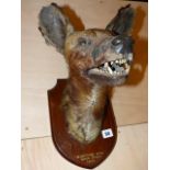 TAXIDERMY. A RARE HEAD AND NECK MOUNT OF A HUNTING DOG BY GERRARD, THE OAK SHIELD INSCRIBED KHOR