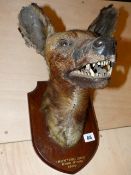 TAXIDERMY. A RARE HEAD AND NECK MOUNT OF A HUNTING DOG BY GERRARD, THE OAK SHIELD INSCRIBED KHOR