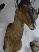 TAXIDERMY. A TSESSEBE HEAD AND NECK MOUNT, THE HORNS 44cms. LONG