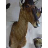 TAXIDERMY. A TSESSEBE HEAD AND NECK MOUNT, THE HORNS 44cms. LONG