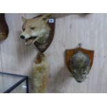 TAXIDERMY. A FOX MASK AND BRUSH, BICESTER HOUNDS THENFORD 11th.OCT. 1947 AND AN OTTER MASK ON