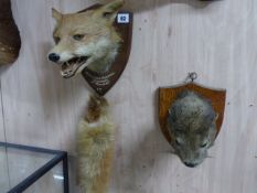 TAXIDERMY. A FOX MASK AND BRUSH, BICESTER HOUNDS THENFORD 11th.OCT. 1947 AND AN OTTER MASK ON