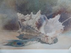 A WATERCOLOUR STILL LIFE STUDY OF A FEATHER AND A SHELL.