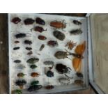 A COLLECTION OF BEETLE SPECIMENS,ETC