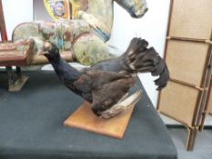 A TAXIDERMY BLACK COCK.