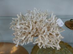 UNUSUAL STAG HORN CORAL .