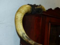 A PAIR OF LARGE COW HORNS