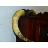 A PAIR OF LARGE COW HORNS