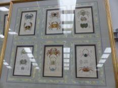 TWELVE EARLY 19th.C.HANDCOLOURED PRINTS OF CRUSTACEANS, TWO BESPOKE FRAMES ENCLOSING SIX PRINTS.