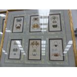 TWELVE EARLY 19th.C.HANDCOLOURED PRINTS OF CRUSTACEANS, TWO BESPOKE FRAMES ENCLOSING SIX PRINTS.