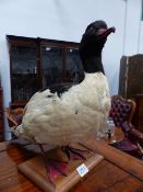 AN ANTIQUE TAXIDERMY SEABIRD.