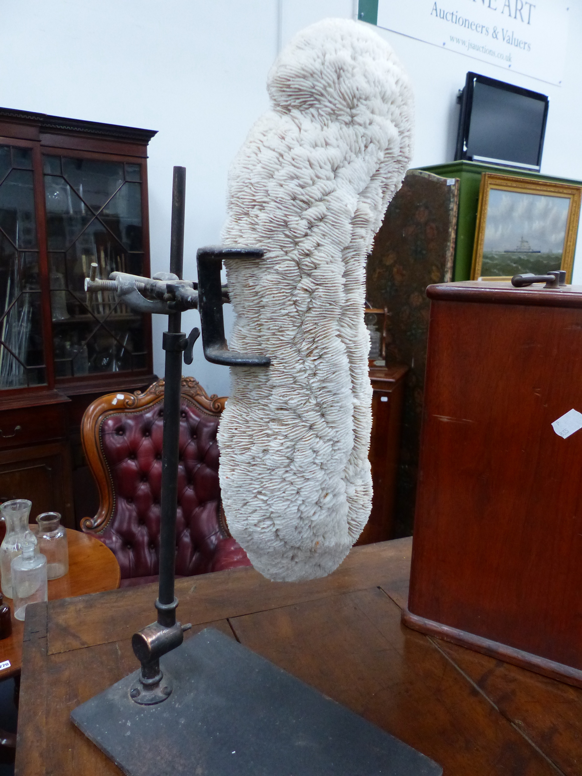 AN ANTIQUE BRAIN CORAL SPECIMEN TOGETHER WITH A FURTHER CORAL MOUNTED ON RETORT STAND. - Image 2 of 2