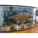 A GOOD TAXIDERMY MOUNTED BREAM IN GLAZED BOW FRONT CASE AND WITH LEGEND "BREAM 7 1/4 LBS, CAUGHT