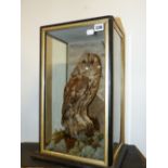 A VICTORIAN TAXIDERMY CASED TAWNY OWL.