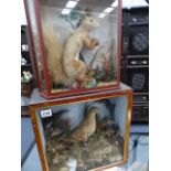 AN ANTIQUE TAXIDERMY RED SQUIRREL IN GLAZED CASE AND A CASED TAXIDERMY BIRD.