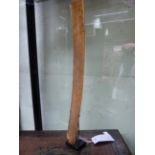 AN ANTIQUE CHINESE IVORY HU TABLET ON CONFORMING MUSEUM STAND. HEIGHT 45cms.
