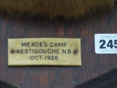 A PAIR OF LARGE MOUNTED ANTLERS AND FRONTLETS ON OAK SHIELD WITH LABEL MEADES CAMP, RESTIGOUCHE N.B.