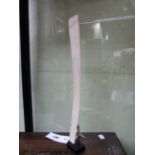 AN ANTIQUE CHINESE IVORY HU TABLET ON CONFORMING MUSEUM STAND. H.36cms.