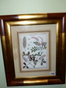 TWO 18th.C.HAND COLOURED BOTANICAL PRINTS IN BESPOKE BURNISHED GILT FRAMES. OVERALL 48 x 41cms.