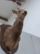 A PAIR OF MOUNTED DEER HEADS ON OAK SHIELDS.