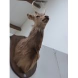 A PAIR OF MOUNTED DEER HEADS ON OAK SHIELDS.