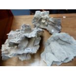 THREE LARGE FLAT CORAL SPECIMENS.