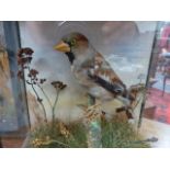 A VICTORIAN CASED TAXIDERMY HAWFINCH.