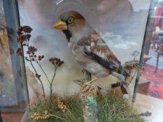 A VICTORIAN CASED TAXIDERMY HAWFINCH.