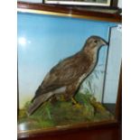 A VICTORIAN TAXIDERMY CASED BUZZARD.