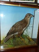 A VICTORIAN TAXIDERMY CASED BUZZARD.